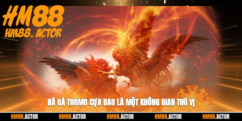 Đá gà thomo cựa dao là một không gian thú vị